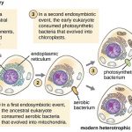 Endosymbiotic theory: evolution is powered by innovation and thievery