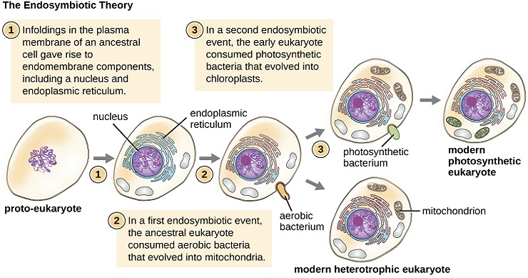 Endosymbiotic theory: evolution is powered by innovation and thievery