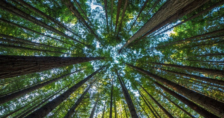 NASA Scientists Think ‘Singing Trees’ Can Bring Us Closer to Another World